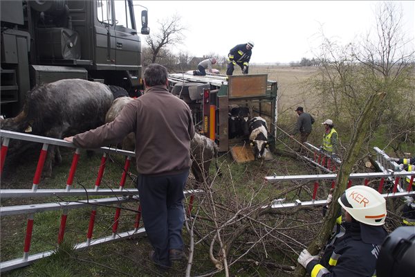 Szarvasmarhákat mentenek egy árokba borult kamionból Fülöpházánál 2015. április 8-án. A jármű egy mentőautóval ütközött, mielőtt letért az útról. A balesetben személyi sérülés nem történt, az állatok közül négy sérült. MTI Fotó: Donka Ferenc