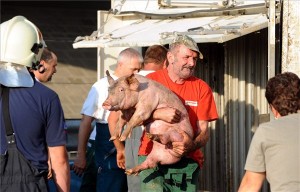 m60_felborult_kamion_111004_2