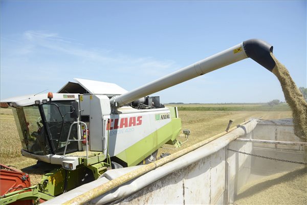 Pótkocsira ürítik a learatott bioárpát Karcag határában, az Üllőparti Gazdaszövetkezet egyik 38 hektáros tábláján, ahol megkezdődött az őszi árpa aratása 2014. június 10-én. A bio őszi árpa 11 százalék vizet tartalmaz, és az eddigi eredmények alapján hektáronként 40 tonnás termést ad. MTI Fotó: Mészáros János