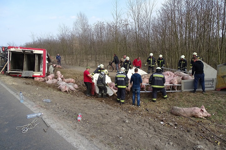 Sertéseket szállító kamion borult fel Ásotthalom közelébe
