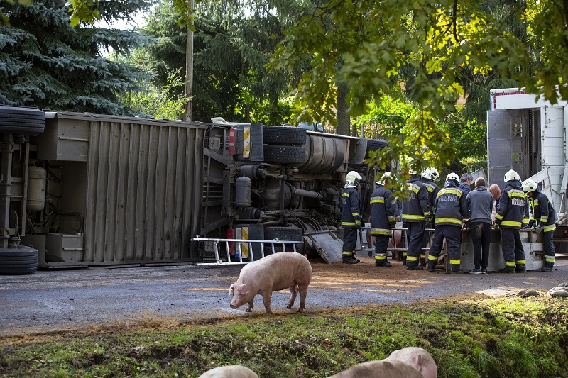Sertéseket szállító kamion szenvedett balesetet Böhönyén
